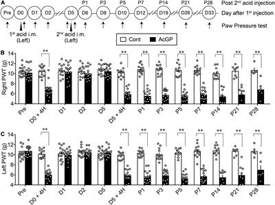 Allodynia by Splenocytes From Mice With Acid-Induced Fibromyalgia-Like Generalized Pain and Its Sexual Dimorphic Regulation by Brain Microglia